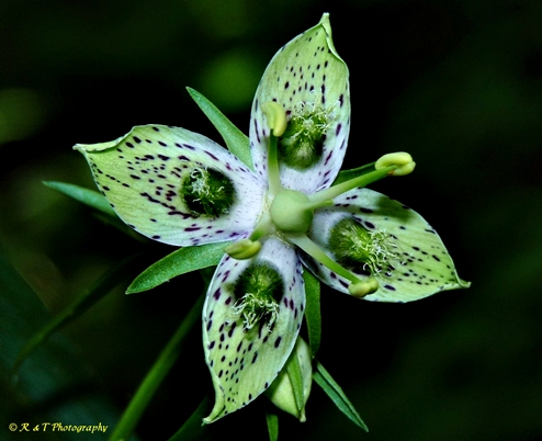 {Frasera caroliniensis}